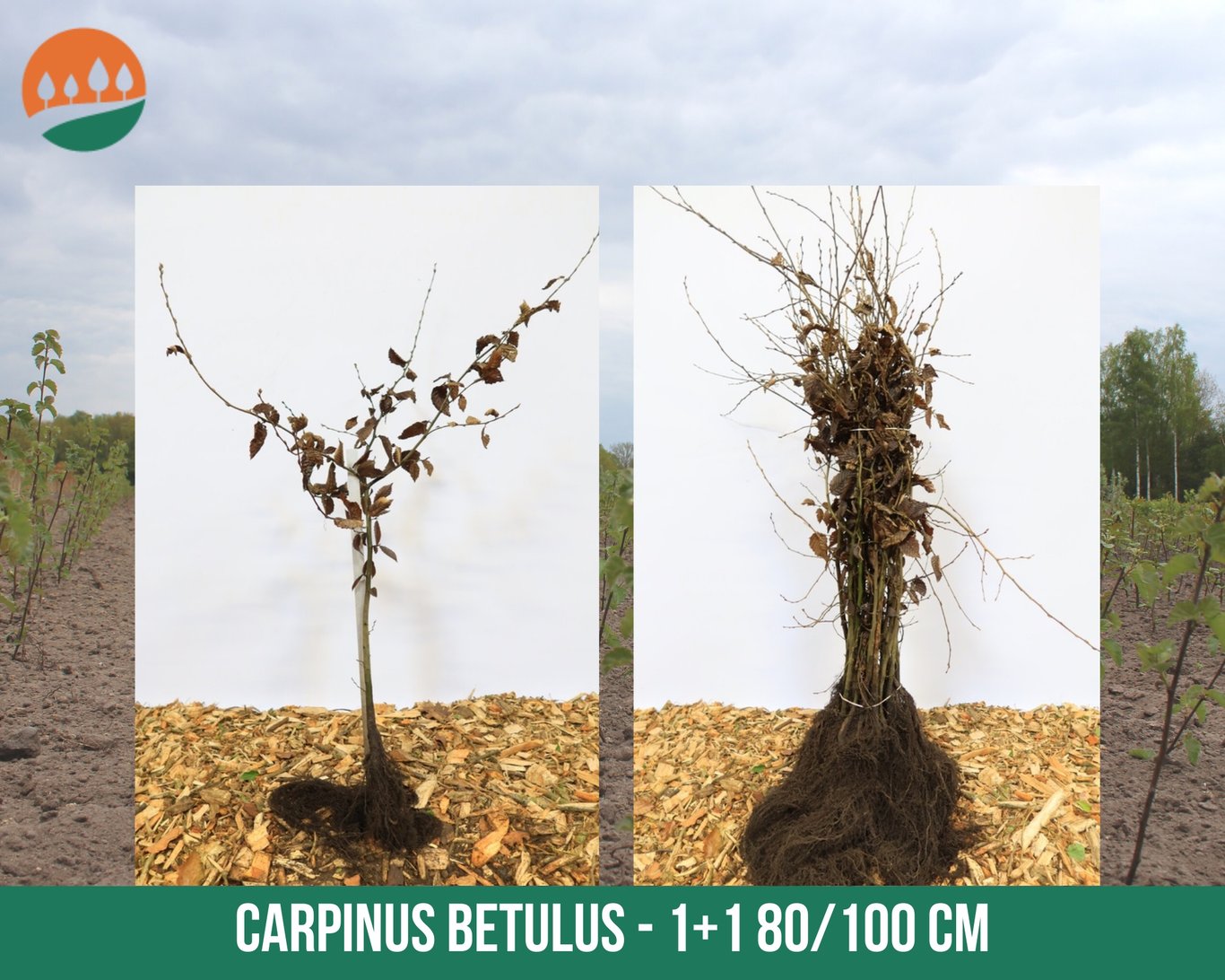 Carpinus betulus - 80-100 CM bare root 1/1
